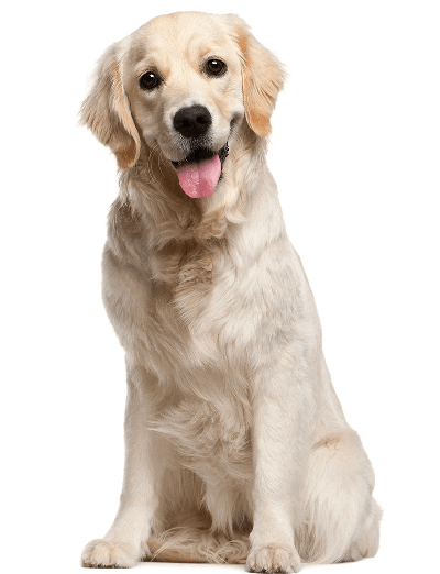 pet grooming in ooty