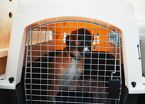 health care center for animals